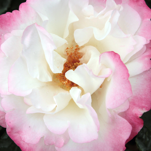 Web trgovina ruža - grmolike ruže - bijela  - Rosa  Mami - diskretni miris ruže - Márk Gergely - -